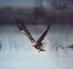 Der stolze Adler - ein Motiv das Freiheit symbolisieren kann