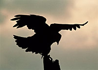 Der Adler als Symbol und Mythos