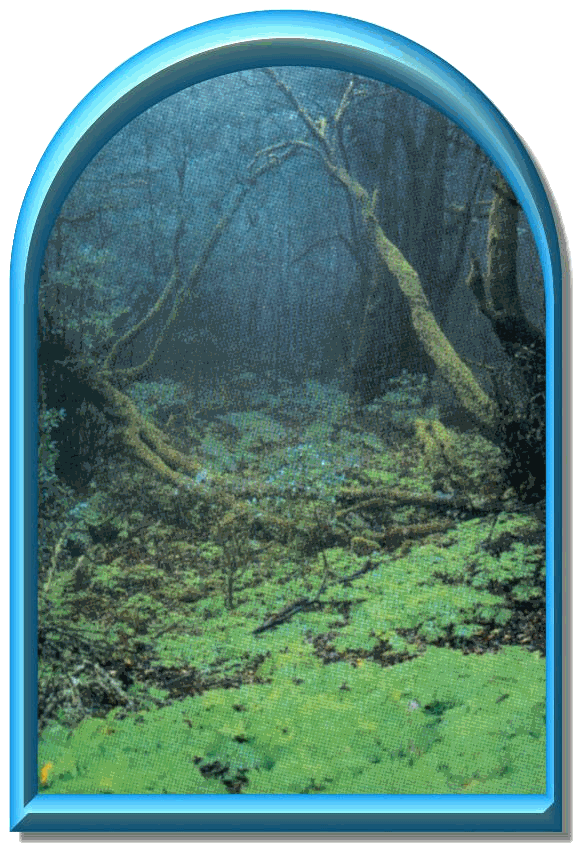 Der Verbotene Wald von Hogwarts - Mehr gibts bei einem Gang durch dieses Tor - Bild von La Gomera, ausgewählt von der Waldhüterin Faey13